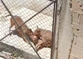 Jauría desata miedo en Cuatro Caminos; un perro muere tras brutal ataque