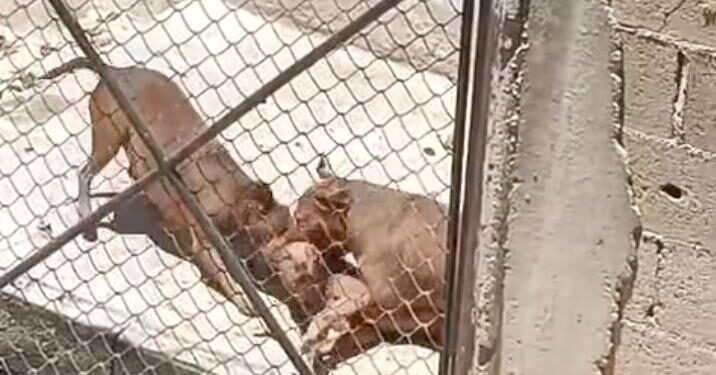 Jauría desata miedo en Cuatro Caminos; un perro muere tras brutal ataque