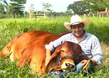 Crédito ganadero en Tabasco bajo señalamientos de contrabando de reses centroamericanas