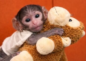 El “Punch mexicano” ya es viral: Yuji conquista redes desde Guadalajara