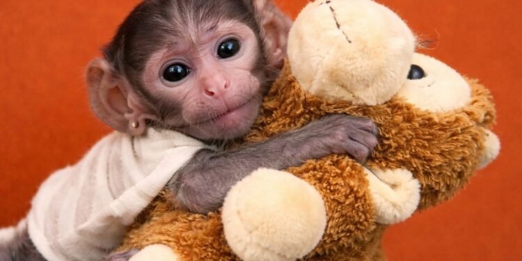 El “Punch mexicano” ya es viral: Yuji conquista redes desde Guadalajara