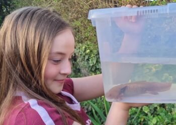 ¿Qué harías si encuentras un ajolote? Esto le pasó a una niña… ¡en Reino Unido!
