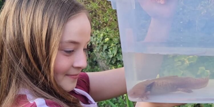 ¿Qué harías si encuentras un ajolote? Esto le pasó a una niña… ¡en Reino Unido!