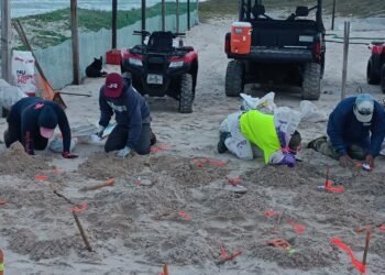 Tortugas regresan a Tamaulipas bajo vigilancia; ya protegen cientos de nidos