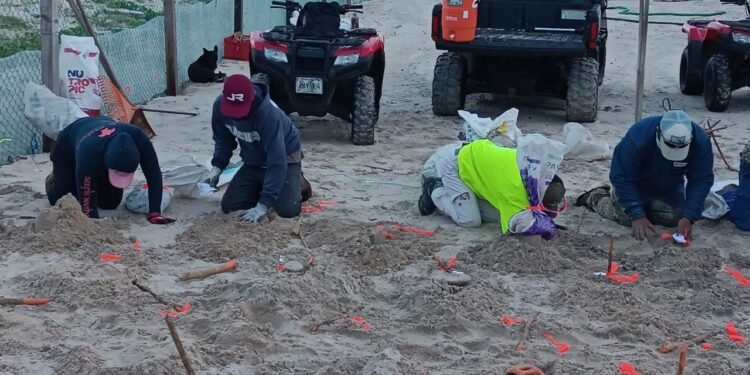 Tortugas regresan a Tamaulipas bajo vigilancia; ya protegen cientos de nidos