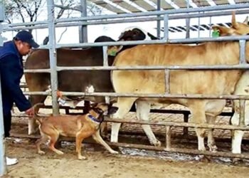Detectives de cuatro patas: perros logran alta precisión contra el gusano barrenador en México
