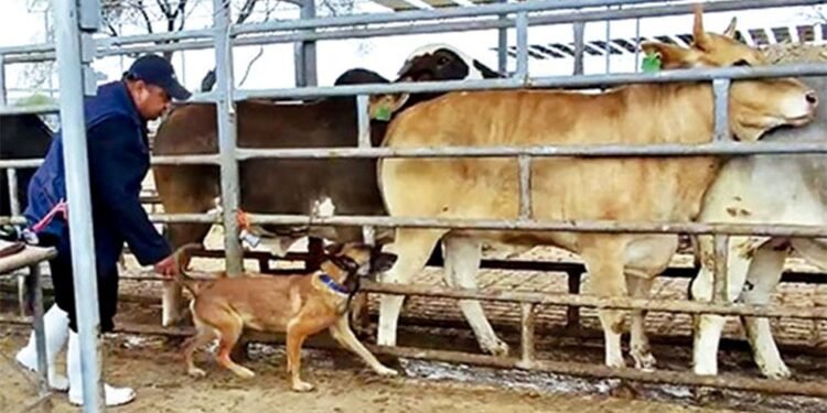 Detectives de cuatro patas: perros logran alta precisión contra el gusano barrenador en México