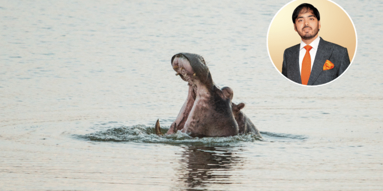 Hipopótamos de Escobar podrían emigrar a la India; heredero indio levanta la mano