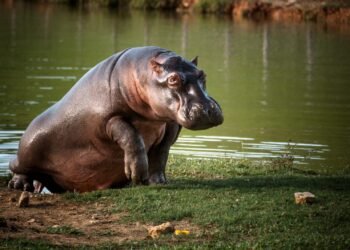 Colombia autoriza eutanasia de hipopótamos para frenar impacto ambiental