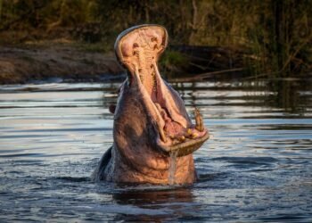 “México no se ofreció a salvar hipopótamos”, revela gobierno colombiano