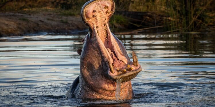 “México no se ofreció a salvar hipopótamos”, revela gobierno colombiano