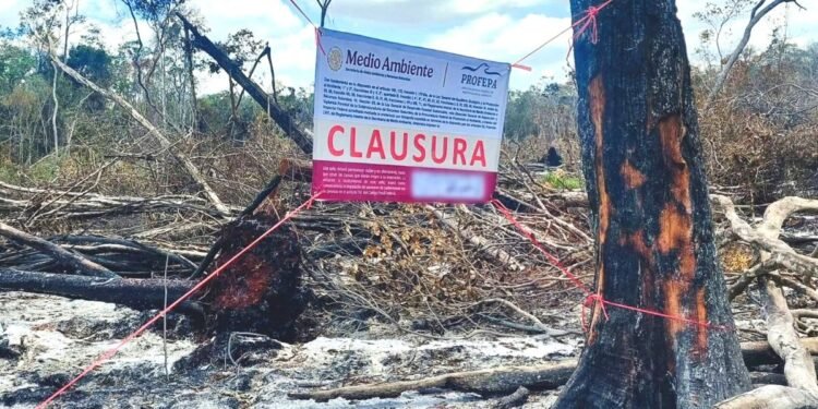 Frenan ecocidio en zona clave de la Selva Maya al clausurar 54 hectáreas en Hopelchén