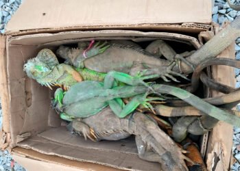 Saqueo de iguanas en Oaxaca desata acción legal por daño a la biodiversidad