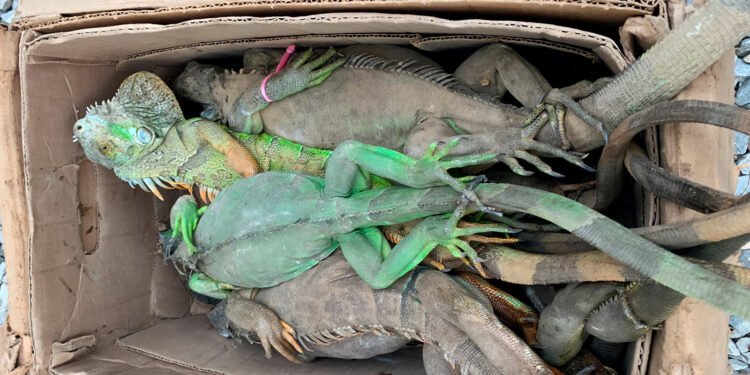 Saqueo de iguanas en Oaxaca desata acción legal por daño a la biodiversidad