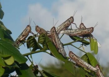 Langosta bajo control en Campeche. ¿En qué zona surgió el brote?