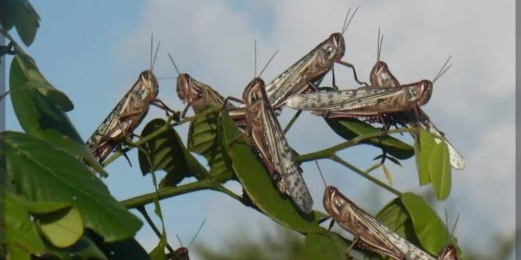 Langosta bajo control en Campeche. ¿En qué zona surgió el brote?