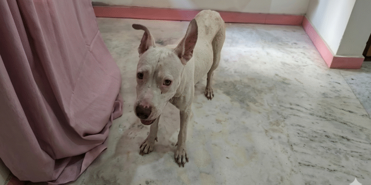 Una denuncia por WhatsApp cambió el destino de un lomito