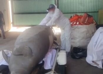 Hallan manatí sin vida en Veracruz. Esto fue lo que pasó