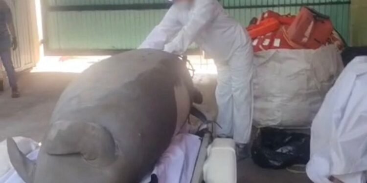 Hallan manatí sin vida en Veracruz. Esto fue lo que pasó