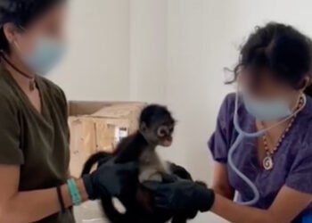 Destapan red de tráfico de fauna en Veracruz. Esto encontraron Profepa y FGR