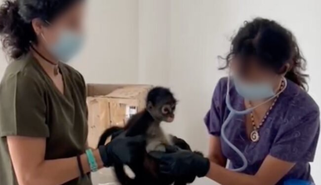 Destapan red de tráfico de fauna en Veracruz. Esto encontraron Profepa y FGR