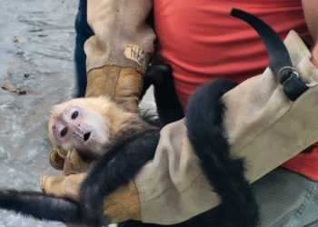 Profepa asegura 10 monos capuchinos trasladados ilegalmente en Tabasco