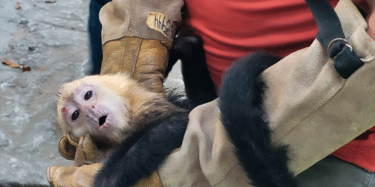 Profepa asegura 10 monos capuchinos trasladados ilegalmente en Tabasco