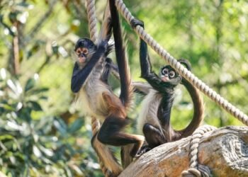 Conoce a Mistletoe y Julia, las mono araña mexicanas que viven en el Nashville Zoo