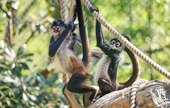 Conoce a Mistletoe y Julia, las mono araña mexicanas que viven en el Nashville Zoo