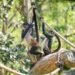 Conoce a Mistletoe y Julia, las mono araña mexicanas que viven en el Nashville Zoo
