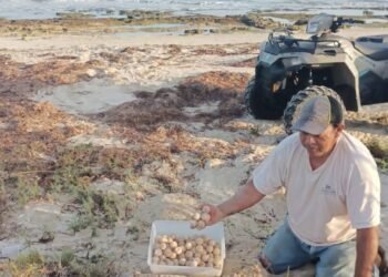 Inicia temporada de anidación de tortugas lora y carey en las costas de Campeche