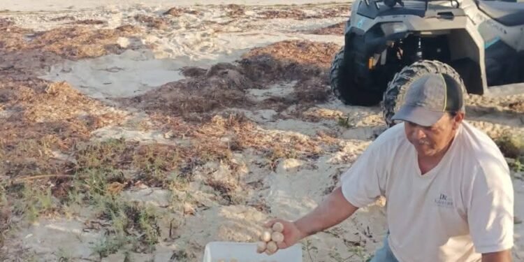 Inicia temporada de anidación de tortugas lora y carey en las costas de Campeche