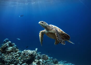 Polémica en EU: exención a petroleras de daño ambiental desata batalla legal