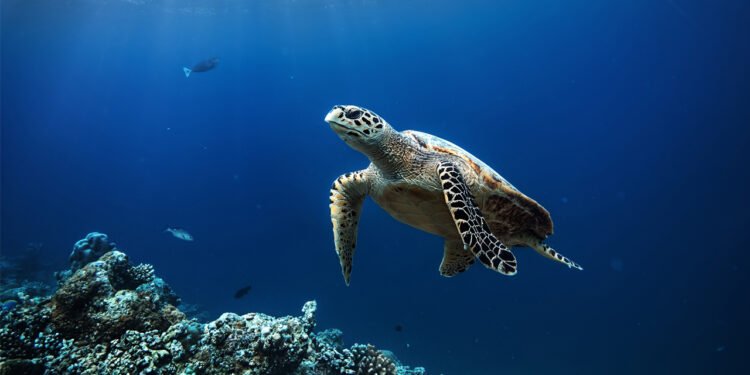 Polémica en EU: exención a petroleras de daño ambiental desata batalla legal