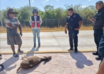 ¿Rescate o riesgo? Hombre carga un venado en avenida Héroes de Nacozari
