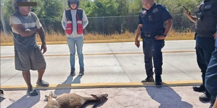 ¿Rescate o riesgo? Hombre carga un venado en avenida Héroes de Nacozari