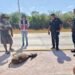 ¿Rescate o riesgo? Hombre carga un venado en avenida Héroes de Nacozari