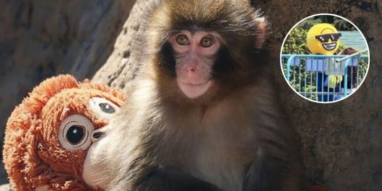 Indignación en Japón: turistas invadieron así el espacio de Punch