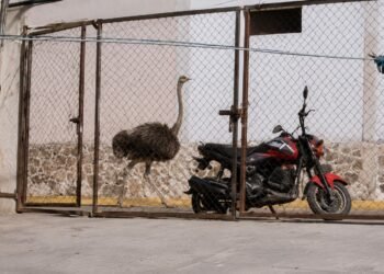 Avestruz fugitivo causa furor en Tepotzotlán; ya fue resguardado