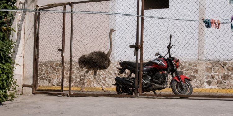 Avestruz fugitivo causa furor en Tepotzotlán; ya fue resguardado