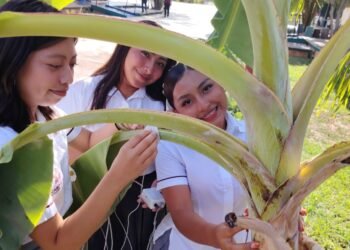 ¿Plantas que hacen música y un guante traductor? Estudiantes de Calkiní sorprenden con innovadora tecnología