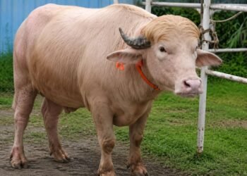 ¿Por qué todos quieren ver a este búfalo? Lo llaman “Donald Trump” y ya es viral