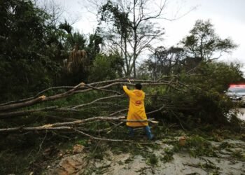 ¡Peligro en la carretera! Árbol colapsa tras intensa lluvia en tramo Xkeulil–Seybaplaya