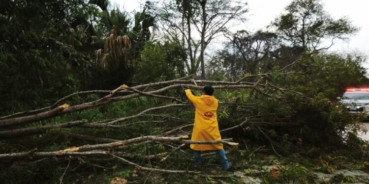 ¡Peligro en la carretera! Árbol colapsa tras intensa lluvia en tramo Xkeulil–Seybaplaya