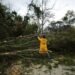 ¡Peligro en la carretera! Árbol colapsa tras intensa lluvia en tramo Xkeulil–Seybaplaya
