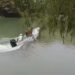 Tradición en Campeche: “Pajarito” navega por el río y roba miradas en Palizada