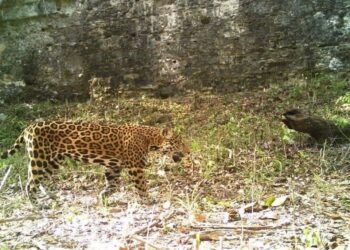 Calakmul revive con el rugido del jaguar y atrae a turistas de todo el planeta