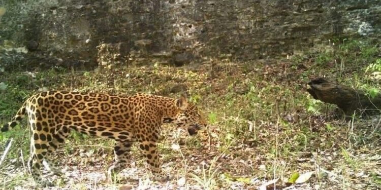 Calakmul revive con el rugido del jaguar y atrae a turistas de todo el planeta