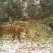 Calakmul revive con el rugido del jaguar y atrae a turistas de todo el planeta