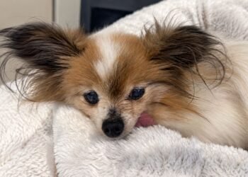 Muere Lazare; así terminó la historia del perro más viejo del mundo